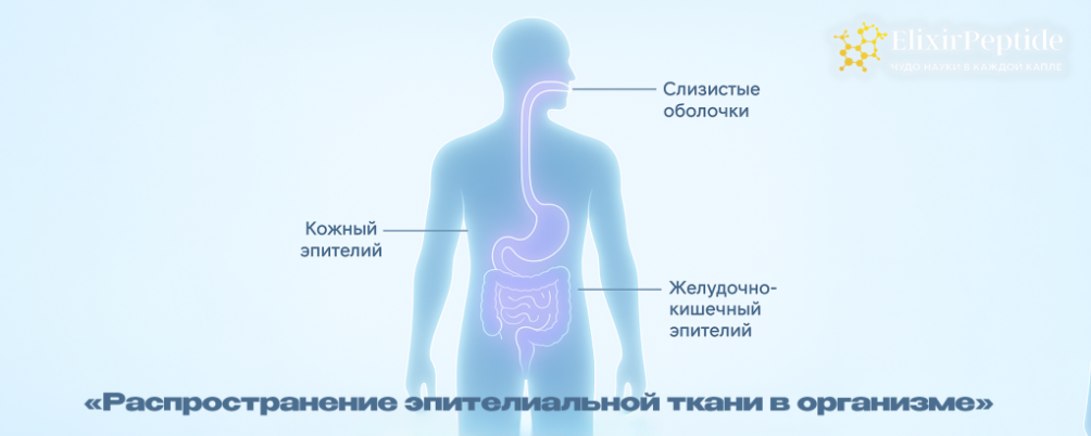 Эпителиальная ткань: что это такое